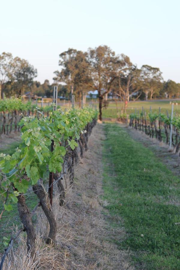 Blueberry Hill Vineyard Stay Rothbury Exterior foto