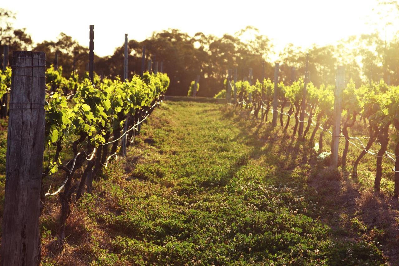 Blueberry Hill Vineyard Stay Rothbury Exterior foto